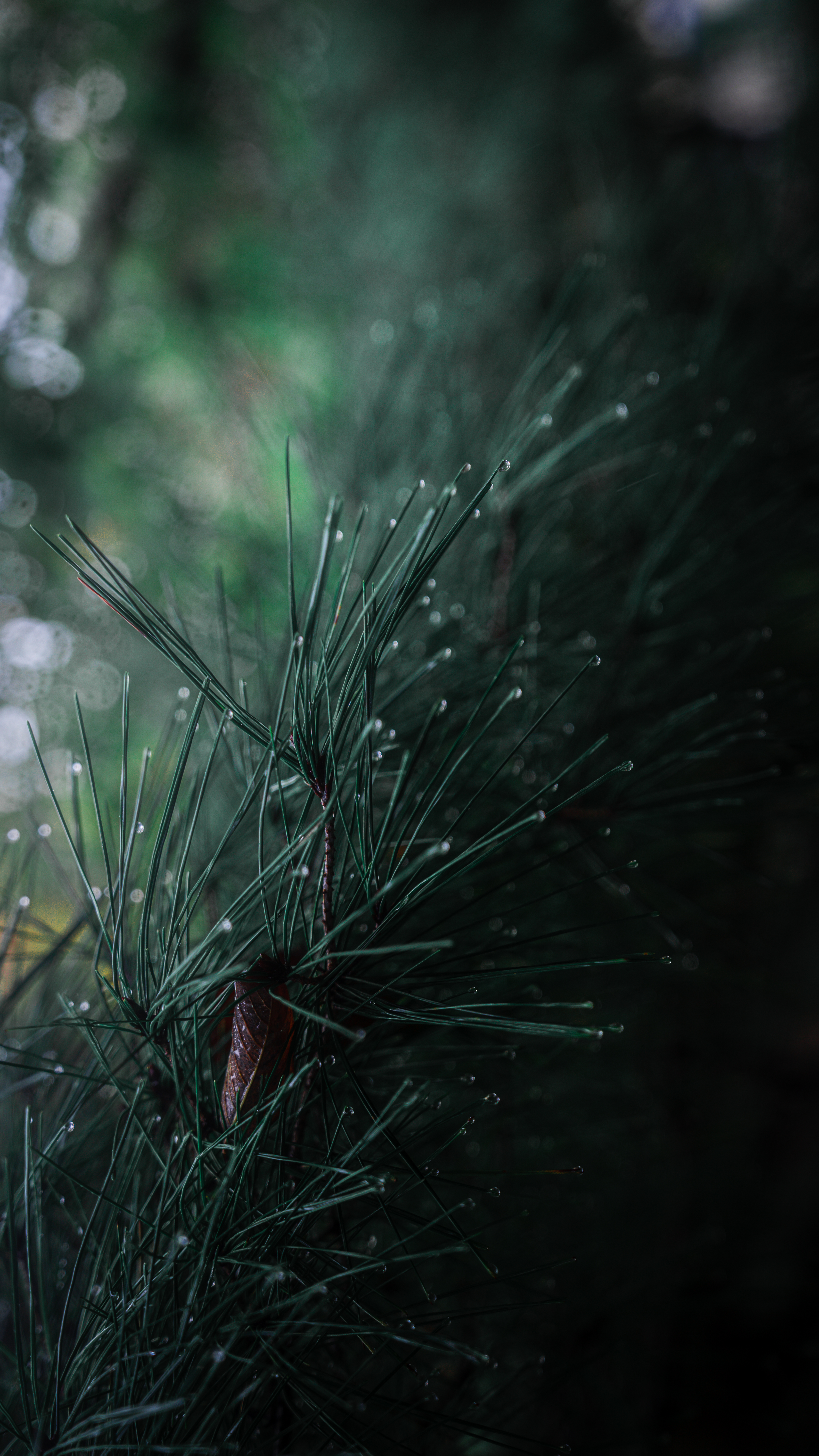 AD Adventure Pack thumbnail 8